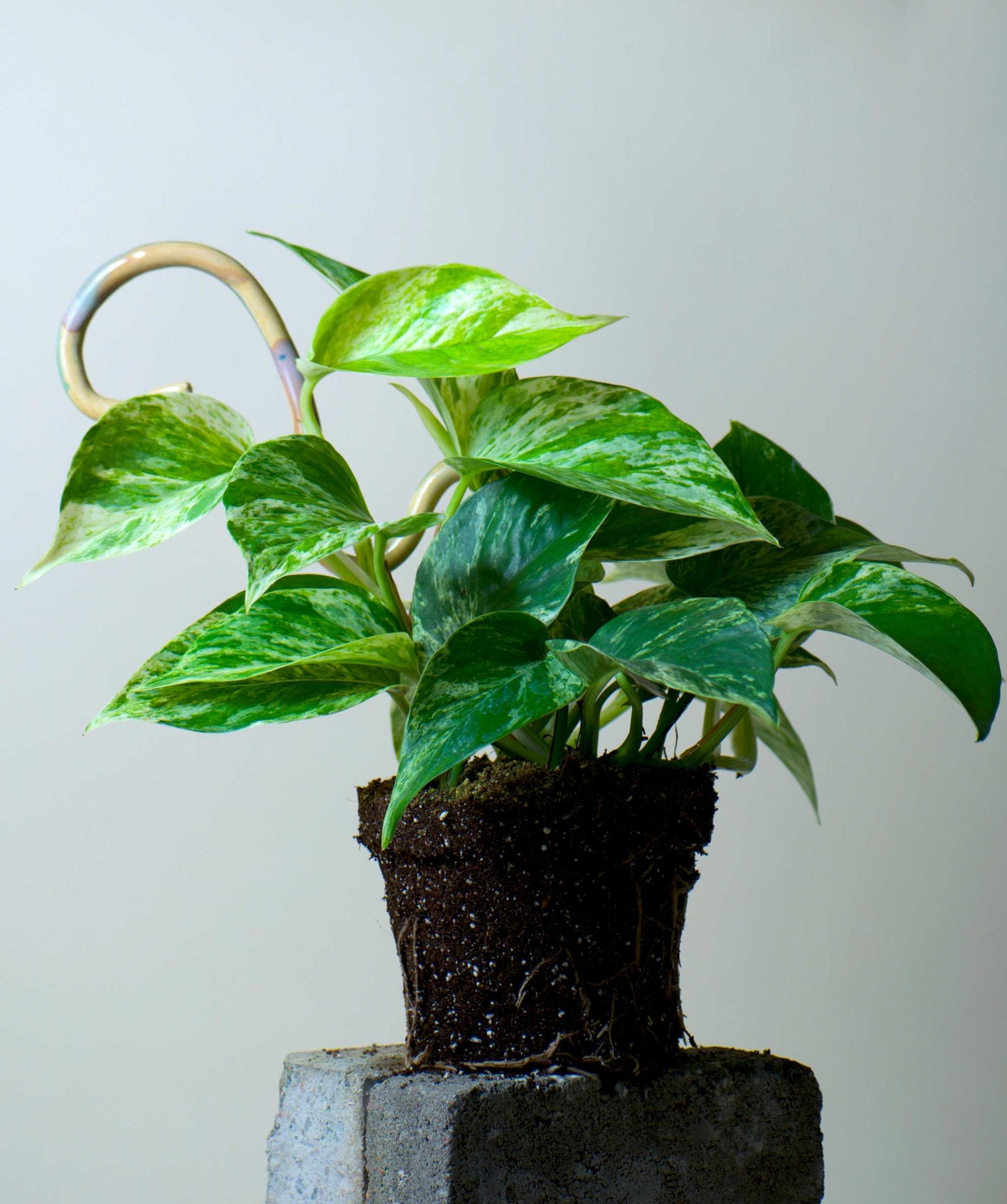 Epipremnum pinnatum 'Marble Queen'