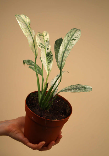 Epipremnum giganteum 'Marble Variegata' - Förbeställning