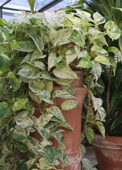 Epipremnum aureum 'Marble Queen'