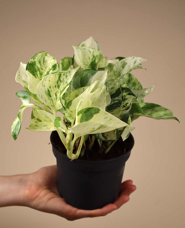 Epipremnum aureum 'Manjula'