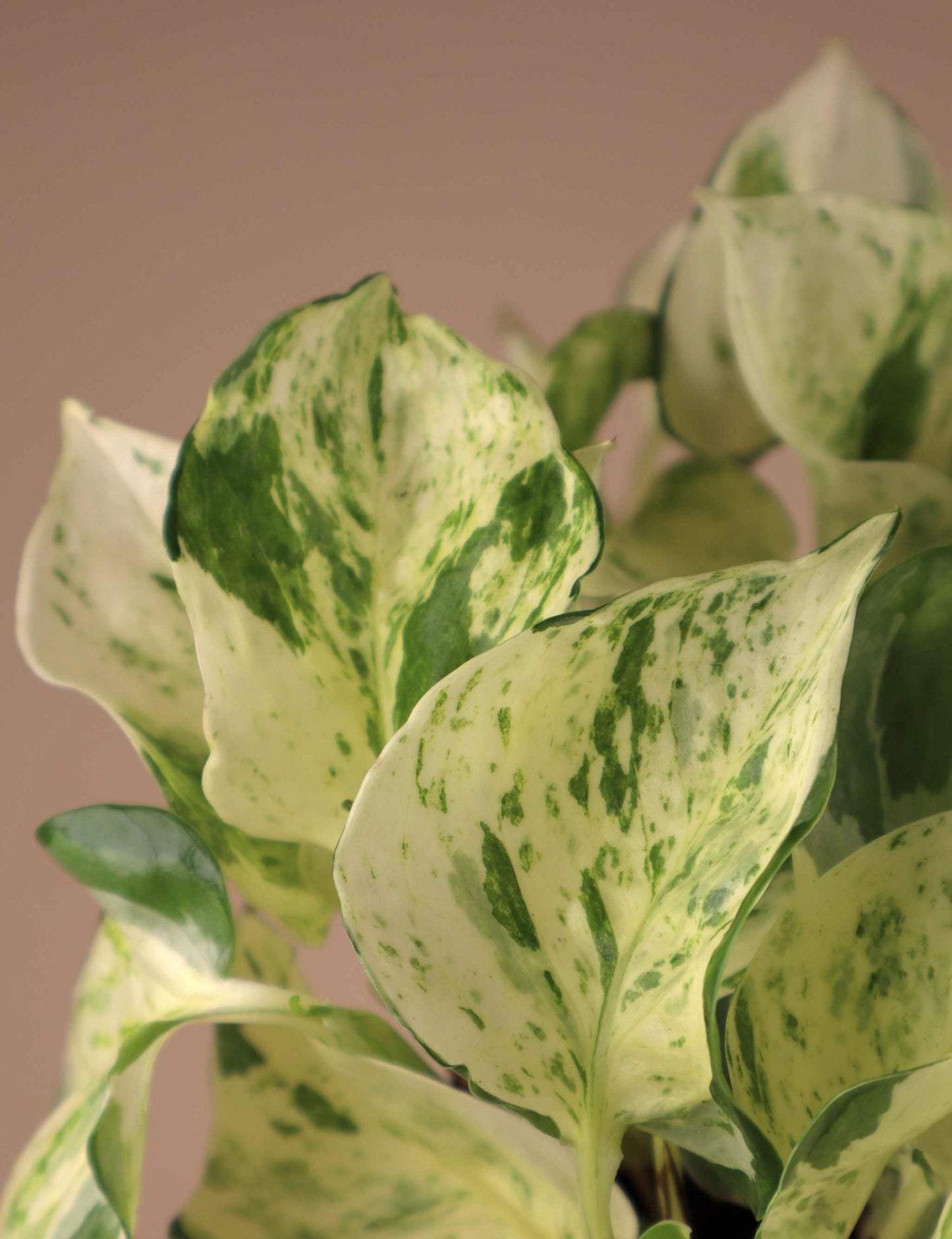 Epipremnum aureum 'Manjula'