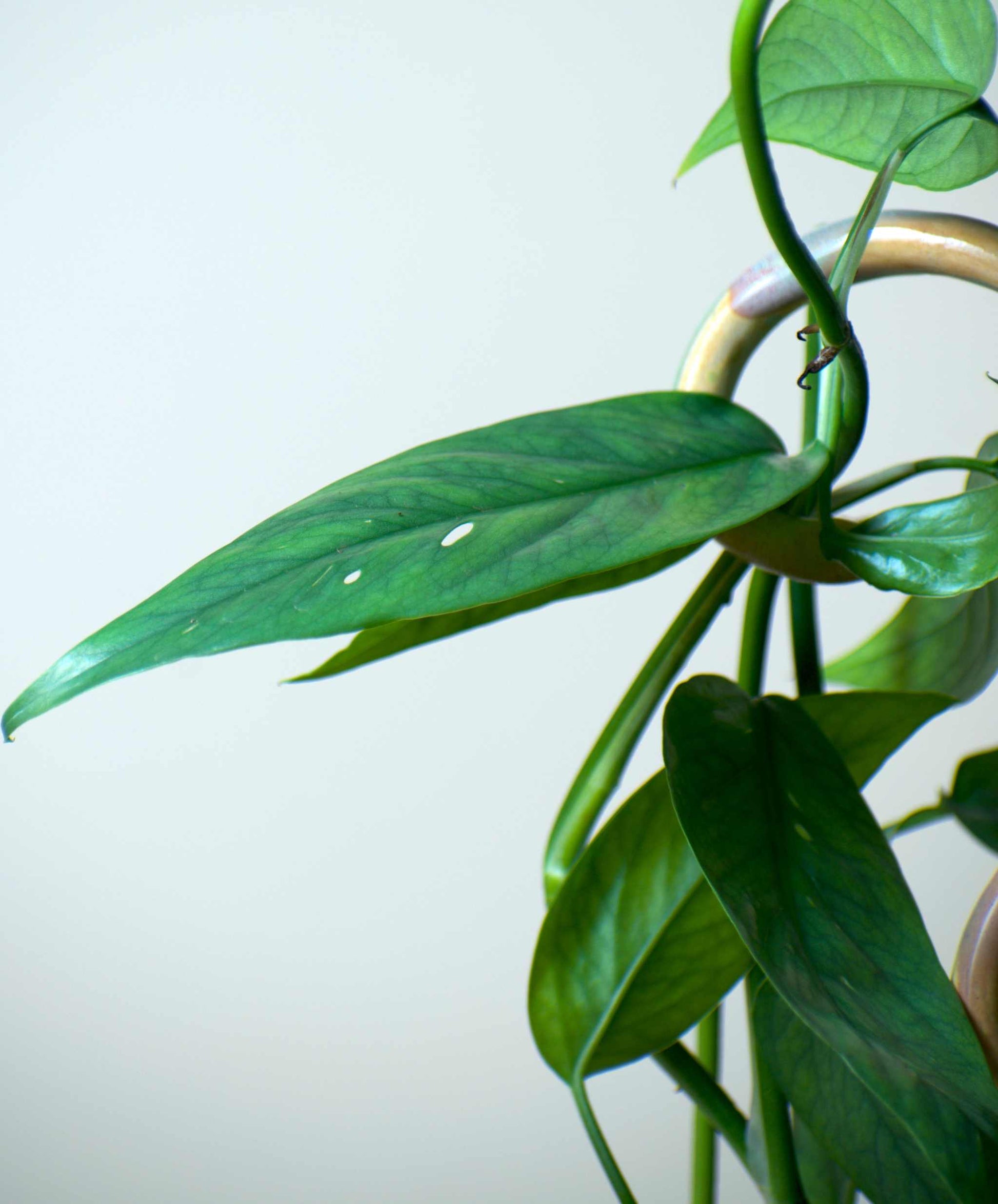 philodendron cebu blue epipremnum pinnatum Epipremnum Pinnatum 'Cebu Blue'