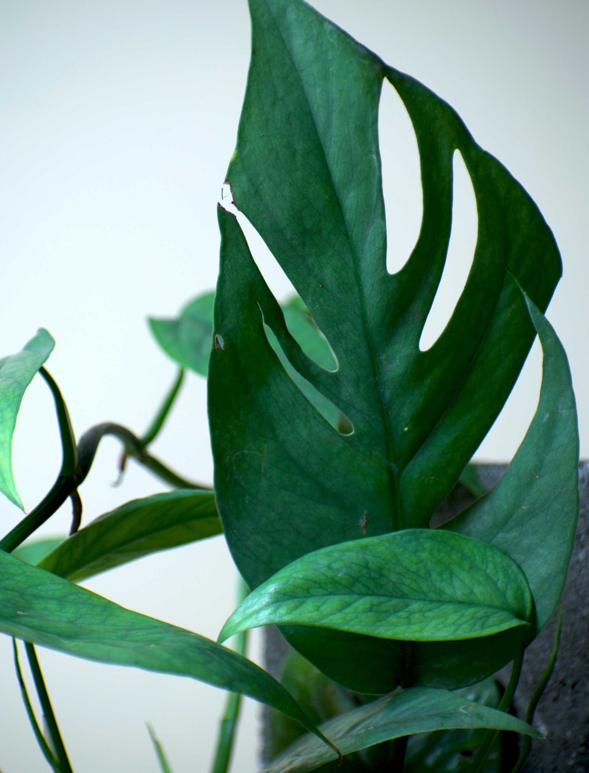 cebu blue monstera Epipremnum Pinnatum 'Cebu Blue'