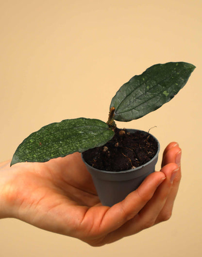 Hoya erythrina