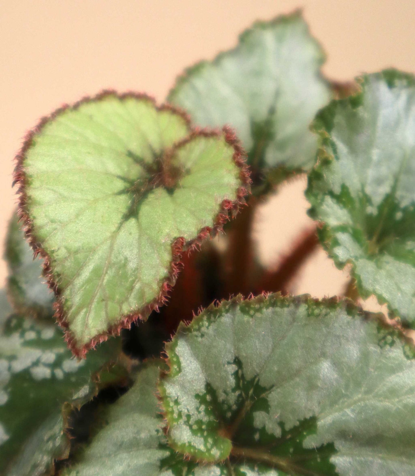 Begonia 'Escargot'
