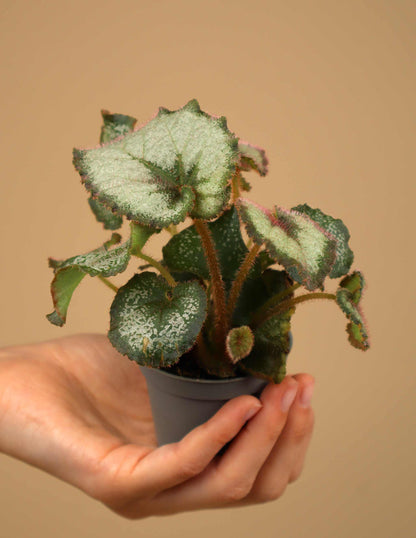 Begonia Rex 'Escargot' 