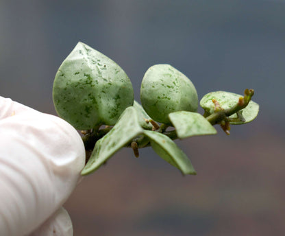 Hoya krohniana 'Eskimo'