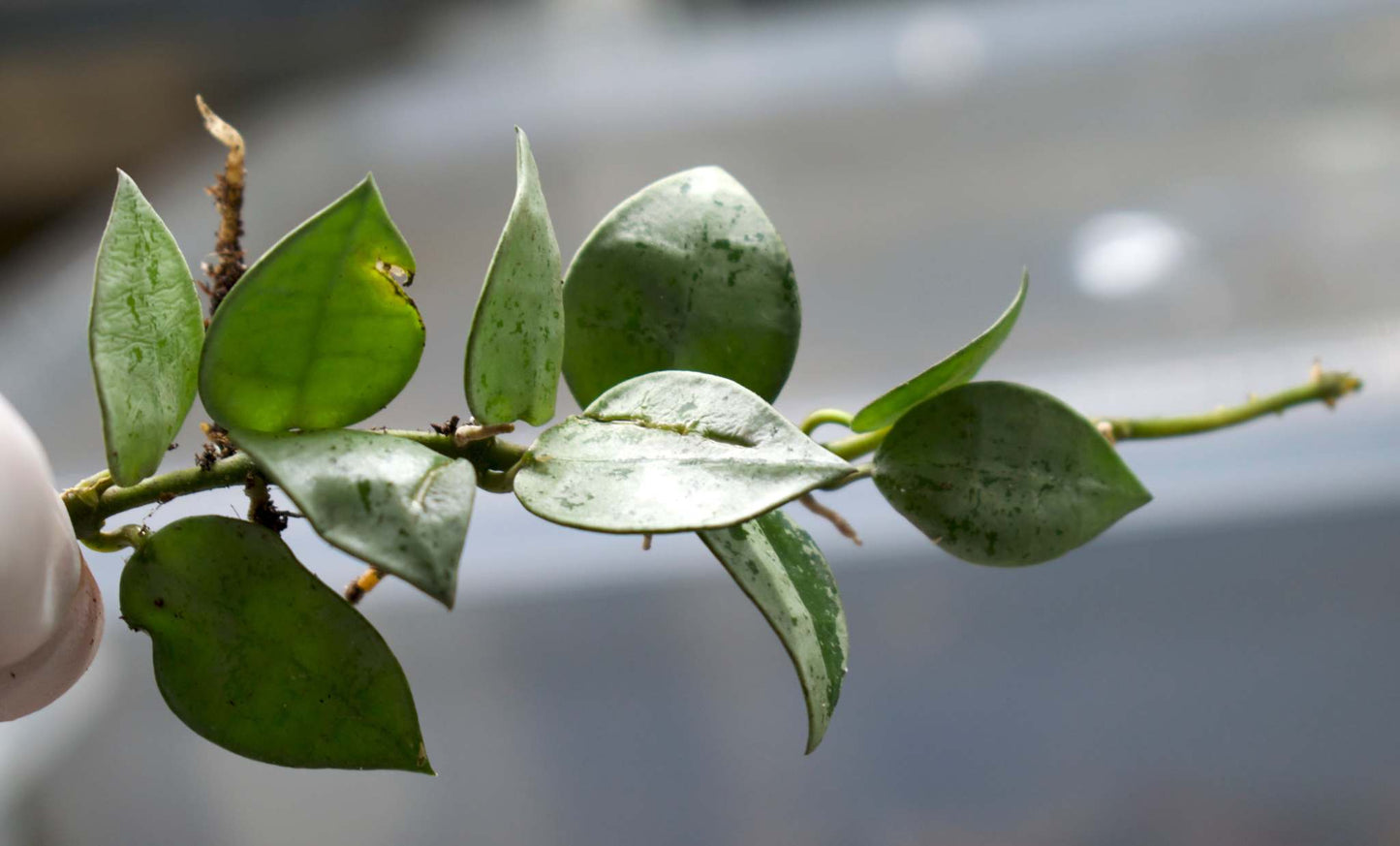 Hoya krohniana 'Eskimo'