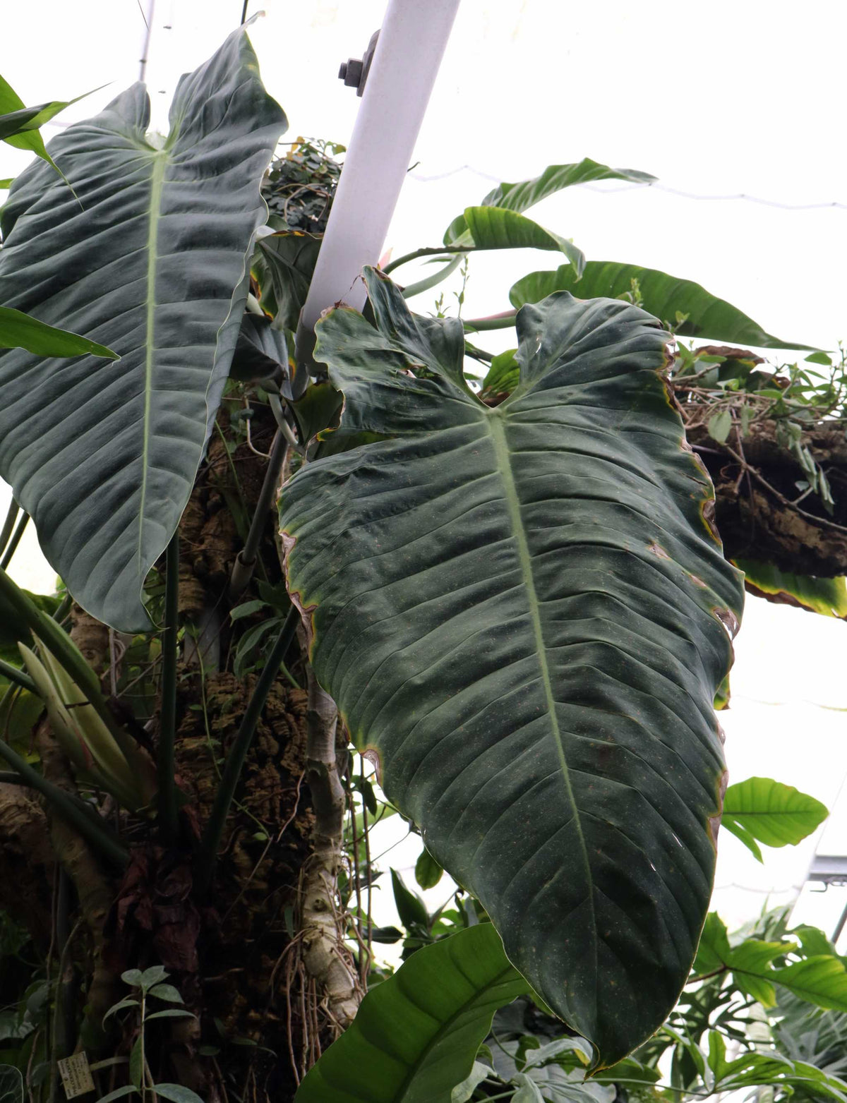 Philodendron Esmeraldense