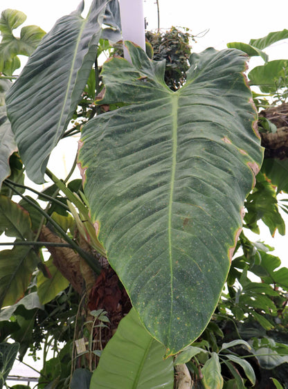 Philodendron Esmeraldense