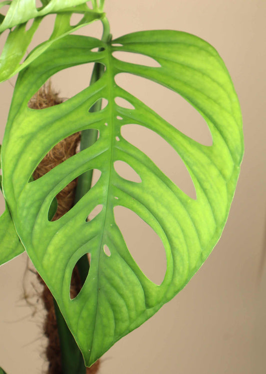 Monstera sp. 'Esqueleto' (epipremnoides)
