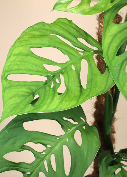 Monstera sp. 'Esqueleto' (epipremnoides)