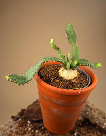 Euphorbia stellata