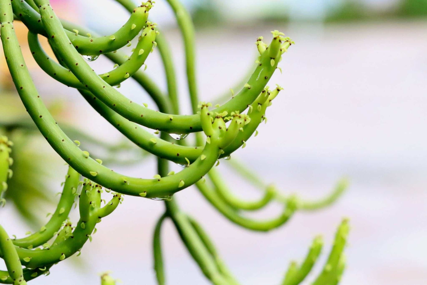 Euphorbia tirucalli 'Pencil Cactus'