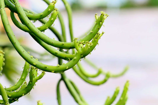 Euphorbia tirucalli 'Pencil Cactus'