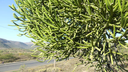 Euphorbia tirucalli 'Pencil Cactus'