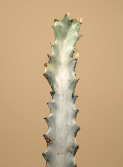 Euphorbia lactea 'White Ghost'