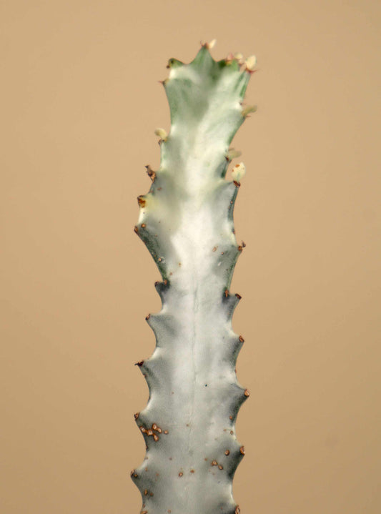 Euphorbia lactea 'white ghost'