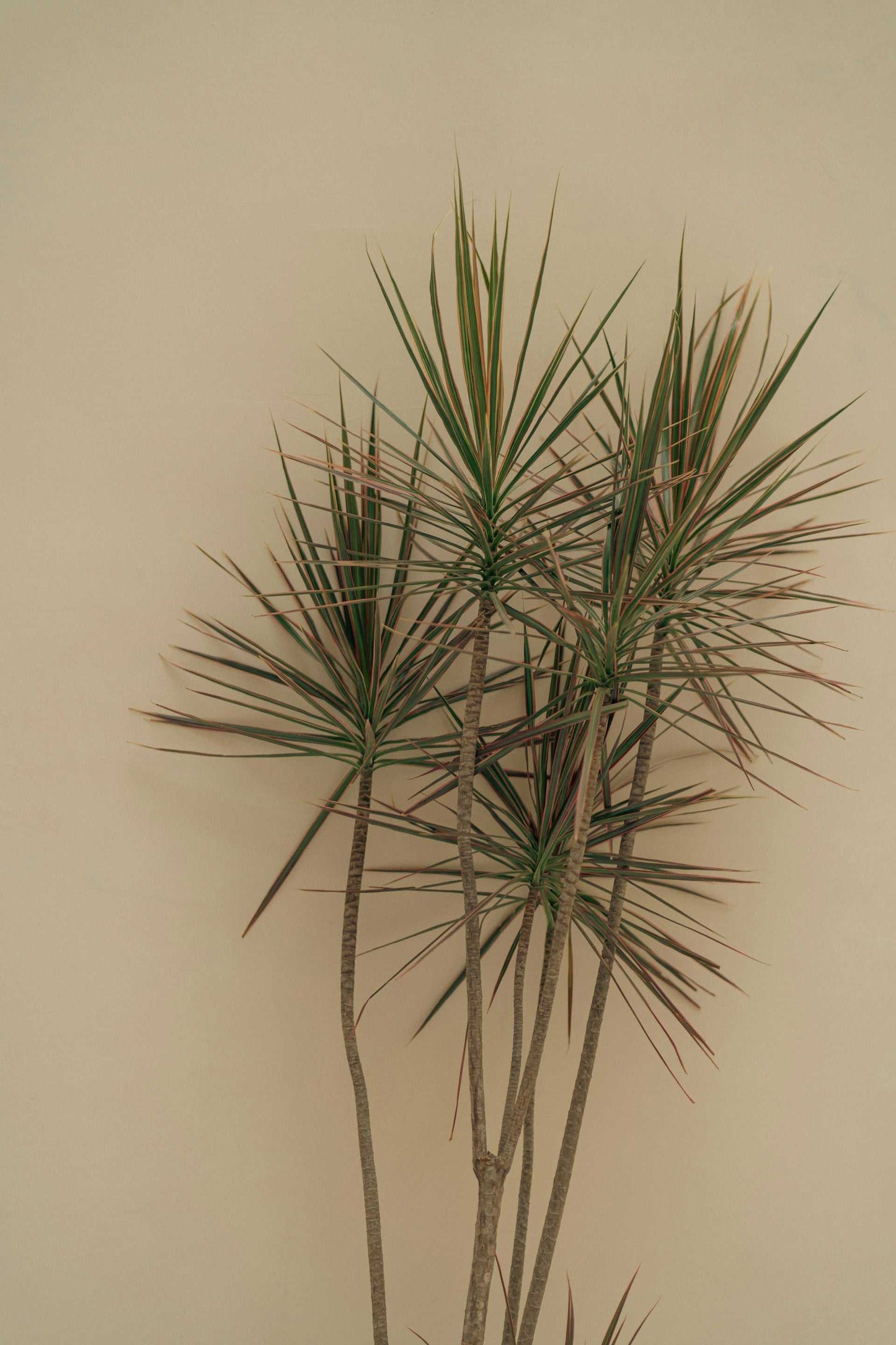 Dracaena marginata - Kantdracena