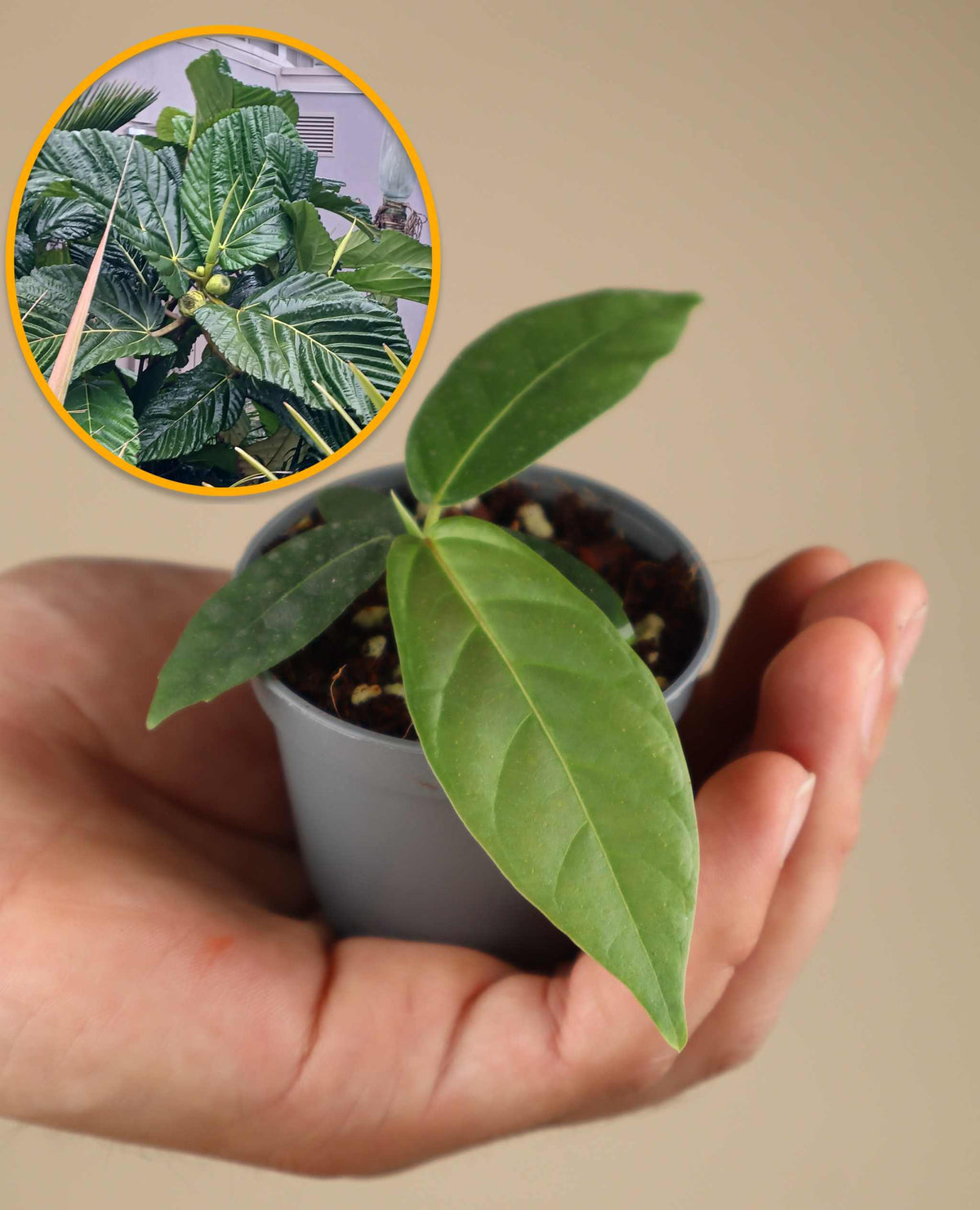 Ficus dammaropsis | Världens största fikon
