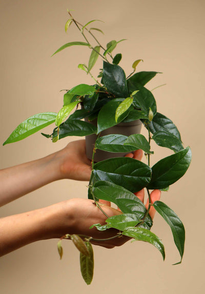 Ficus sagittata (radicans)