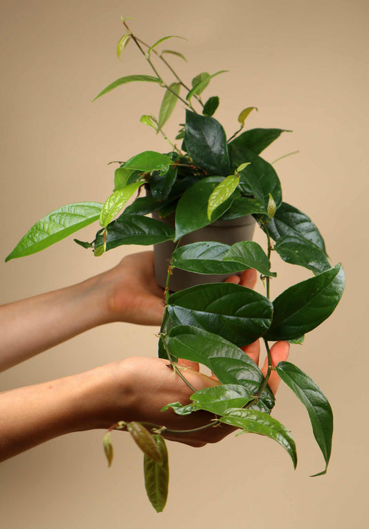 Ficus sagittata (radicans)