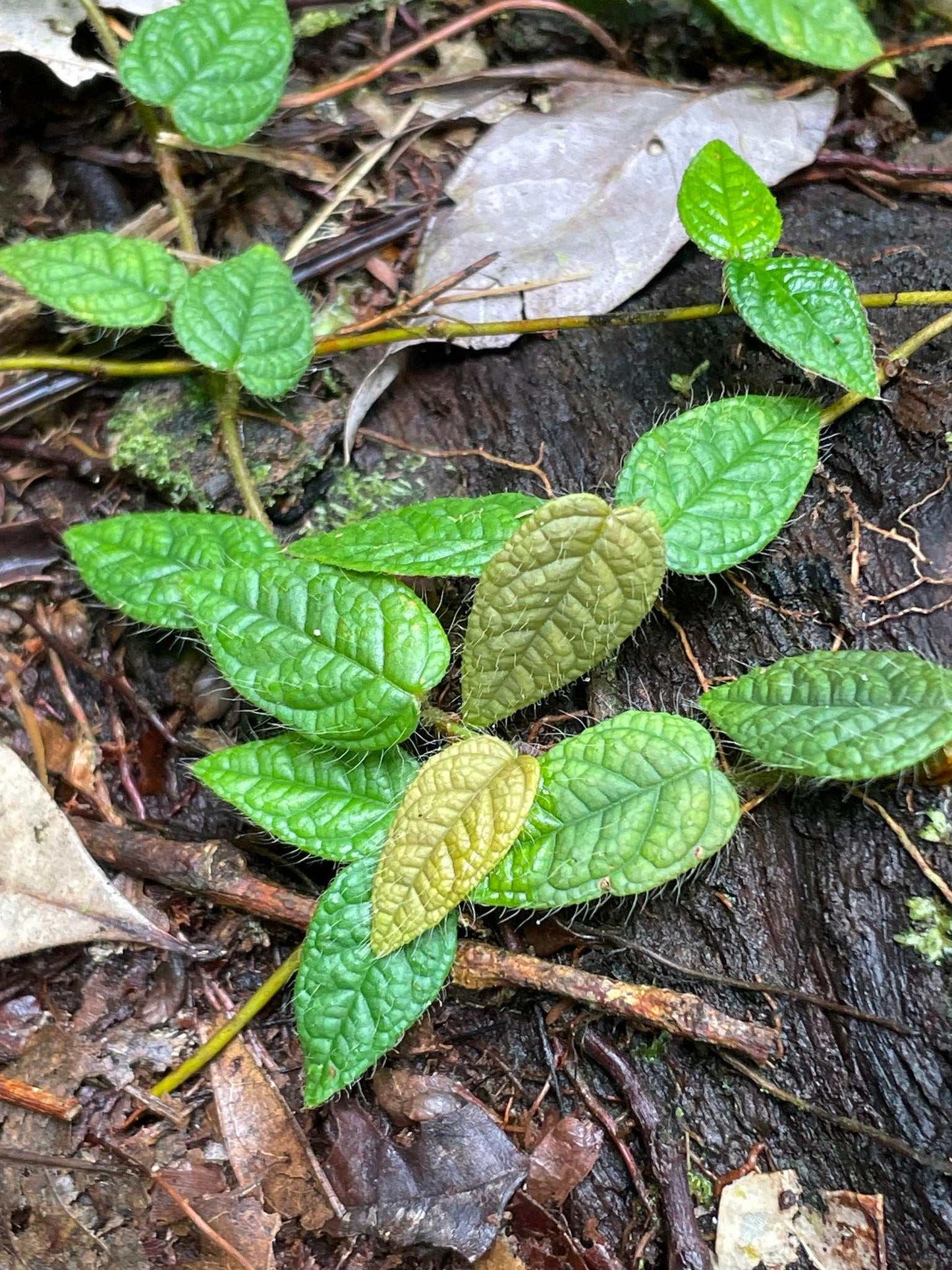 Ficus villosa