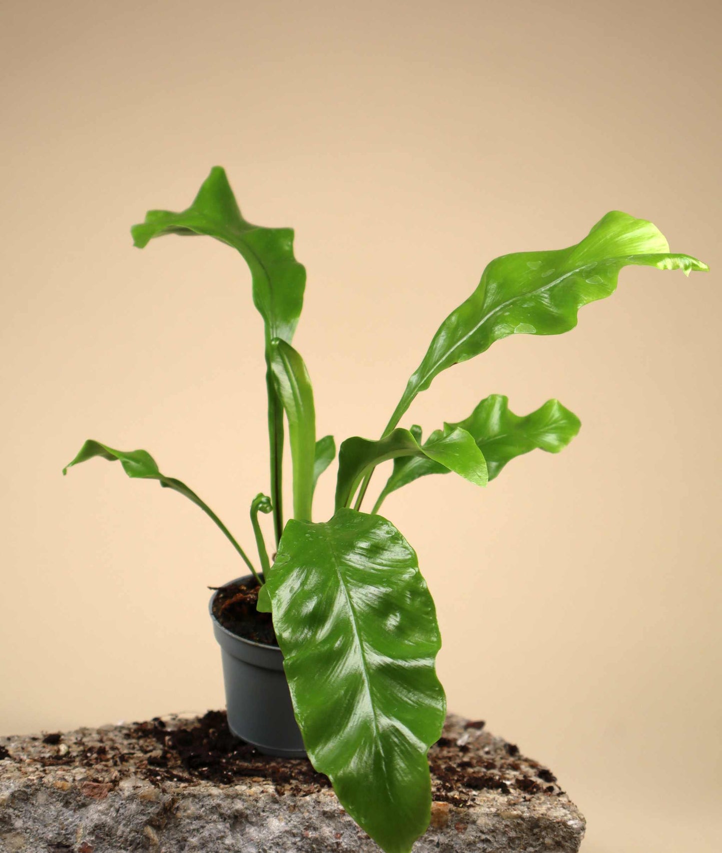 Asplenium nidus | Bird's-foot trefoil