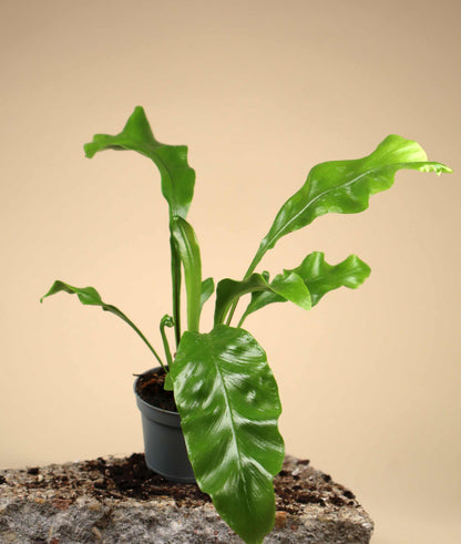 Asplenium nidus | Bird's-foot trefoil