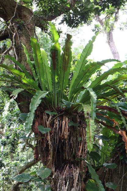 Asplenium nidus | Fågelbobräken