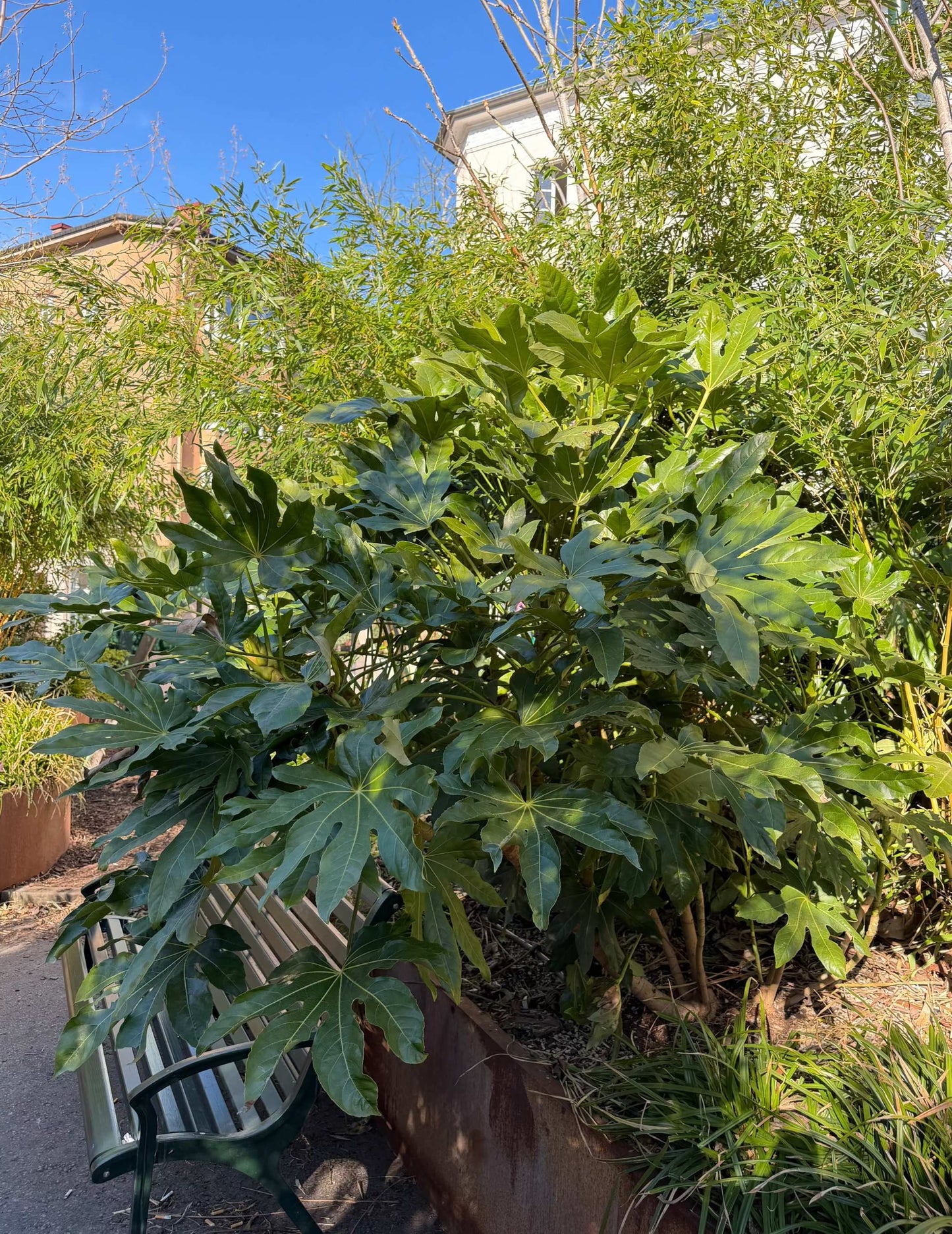 Fatsia japonica | Japanische Aralie