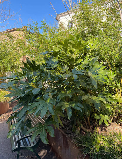 Fatsia japonica | Japanische Aralie