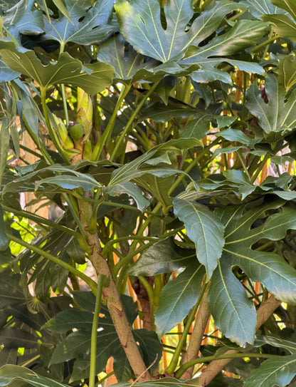Fatsia japonica | Japanische Aralie