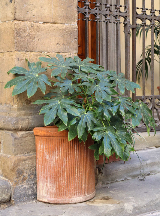 Fatsia japonica | Köldtålig Aralia