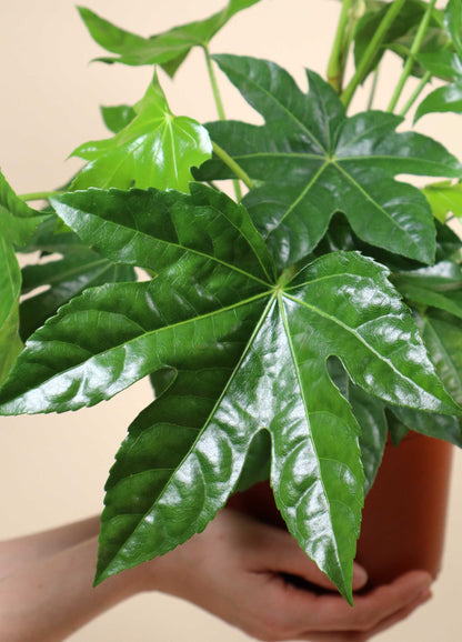 Fatsia japonica | Japanische Aralie