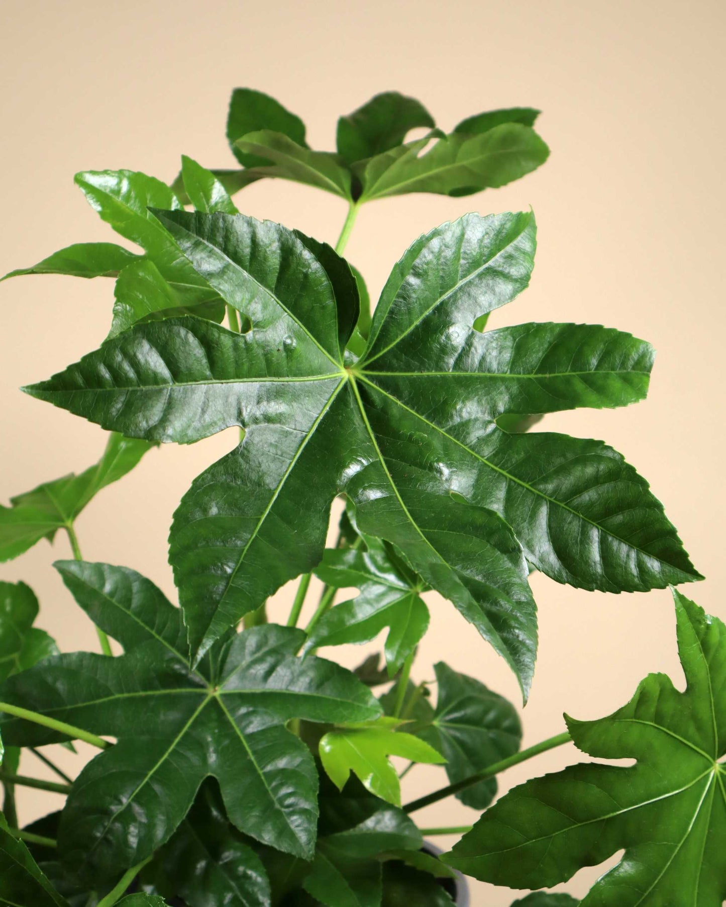 Fatsia japonica | Japanische Aralie
