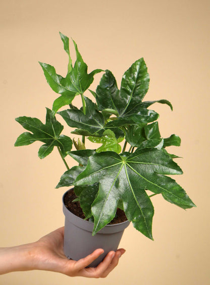 Fatsia japonica | Japanische Aralie