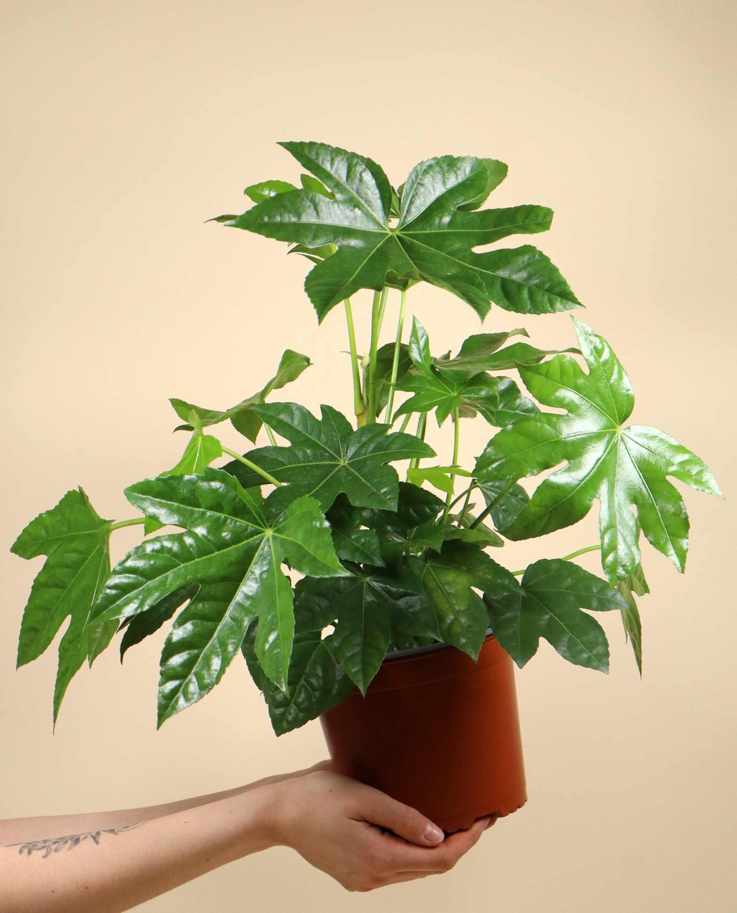 Fatsia japonica | Japanische Aralie