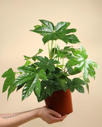 Fatsia japonica | Japanische Aralie
