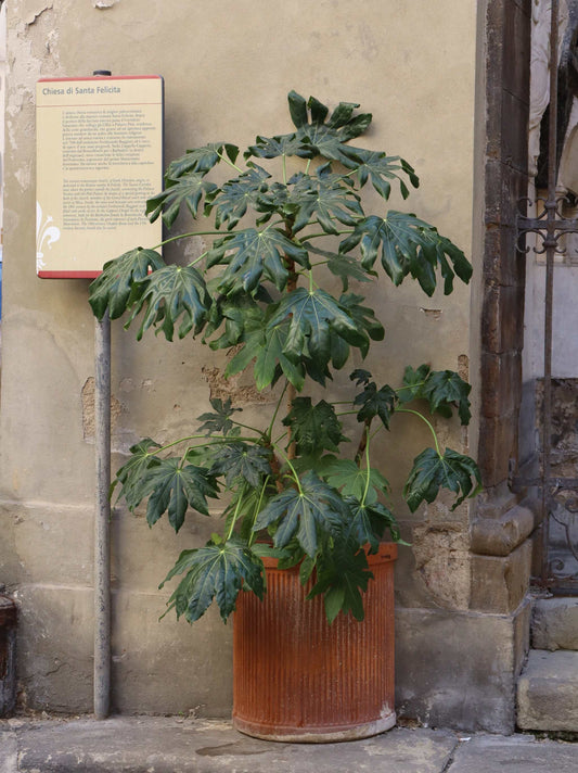 Fatsia japonica | Köldtålig Aralia