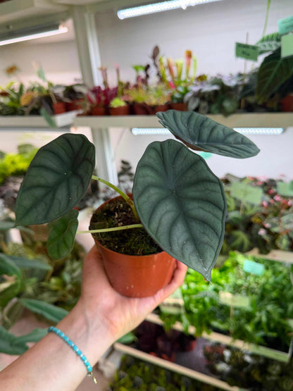 Alocasia nebula