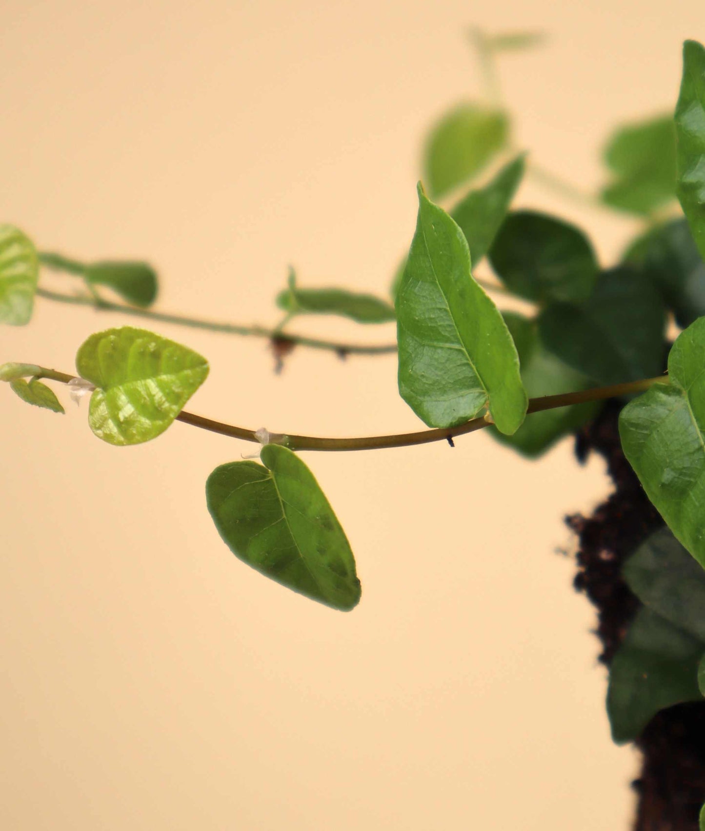 Ficus pumila 'klätterfikus'