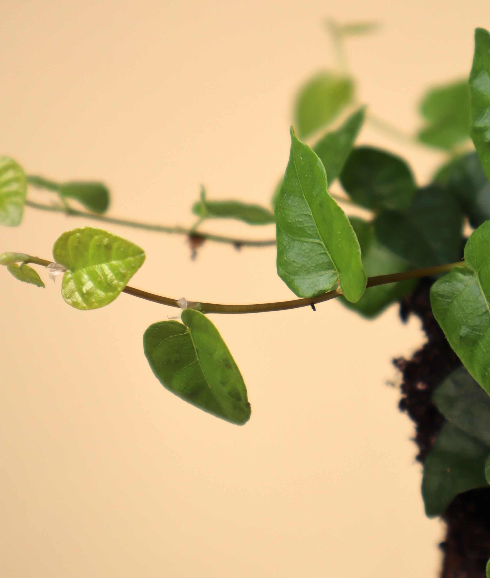 Ficus pumila 'klätterfikus'