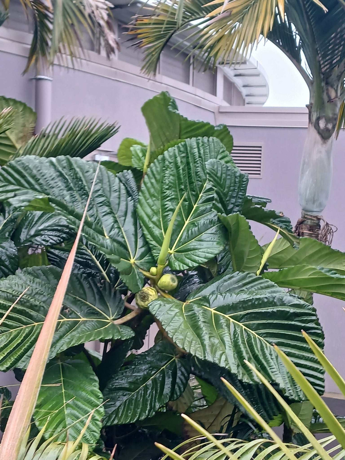 Ficus dammaropsis | Världens största fikon
