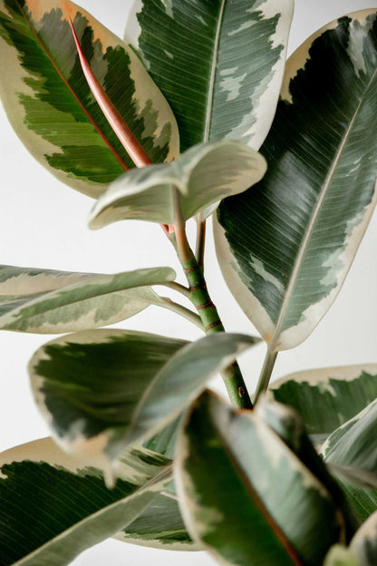 Ficus elastica "Tineke" | Rubber Plant