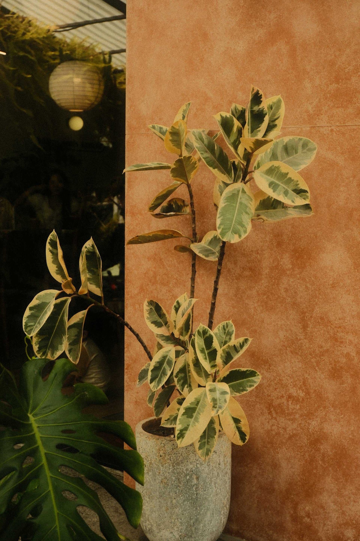 Ficus elastica "Tineke" | Rubber Plant