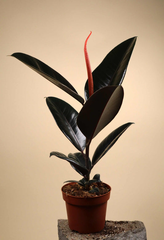 Ficus elastica "Abidjan" | Fönsterfikus