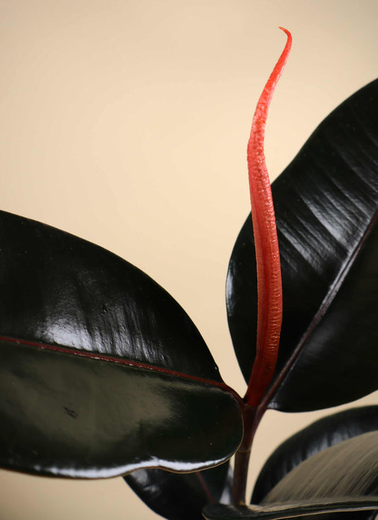 Ficus elastica "Abidjan" | Fönsterfikus