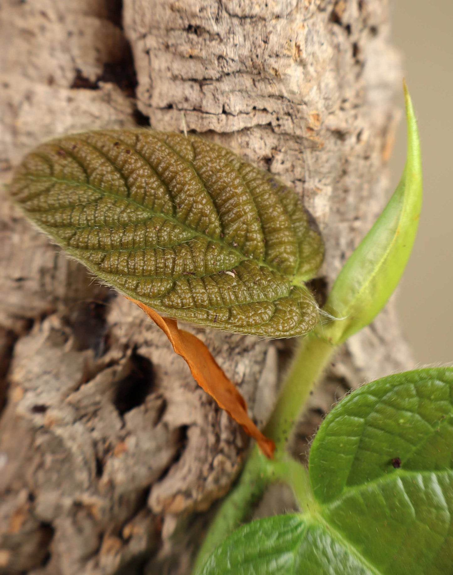 Ficus villosa