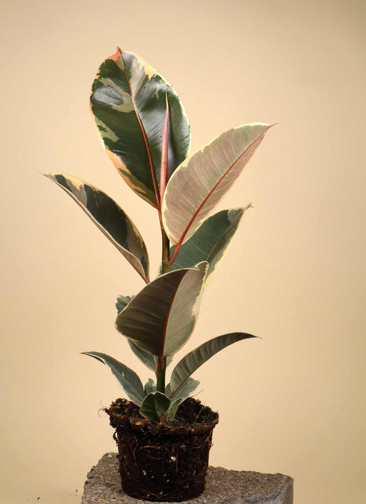 Ficus elastica "Tineke" | Fönsterfikus